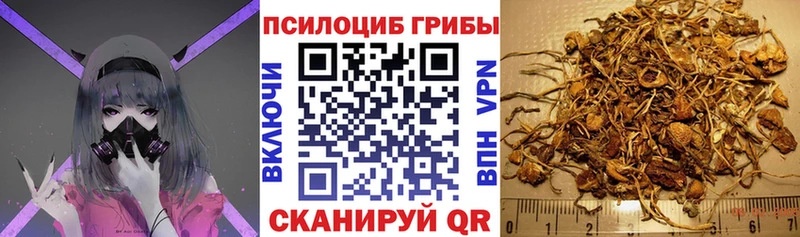 Галлюциногенные грибы Psilocybe  Цимлянск 